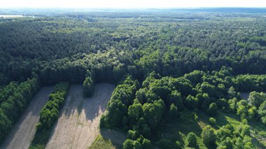 Açık Araziyi Dolduran Genç Ağaçlar