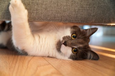 Mobilyaların altından bakan meraklı kedi suratı.