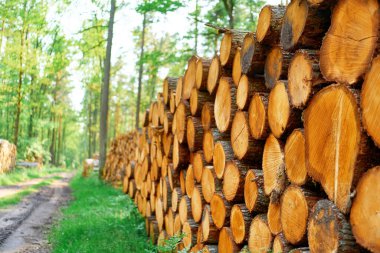 Kütükler bir orman zeminine yığılmış.