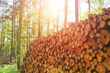 Ahşap ocağı için bir yığın parçalanmış odun.