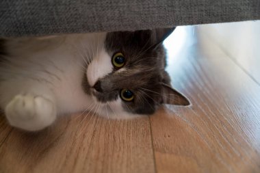 Kanepenin altından dışarı bakan neşeli kedi yavrusu.