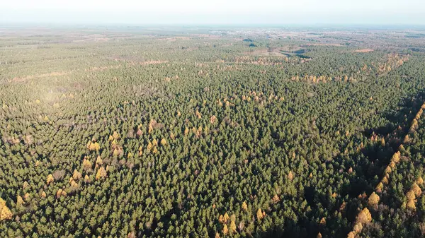 Sakin sonbahar günışığı altında çıplak ağaçlar