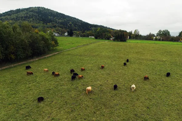 Otlayan dağ inekleriyle Avrupa 'nın manzaralı dağ çiftliği.