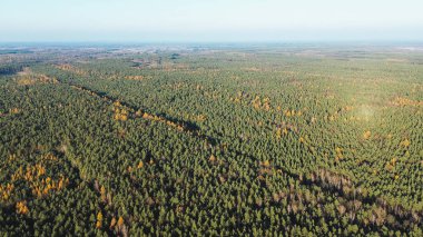 Sonbahar günbatımında orman manzarası
