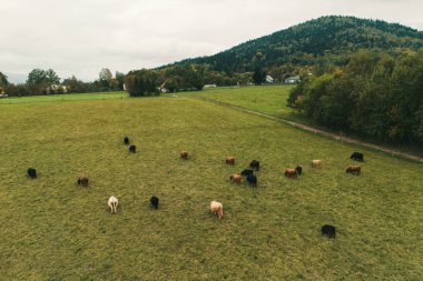 Otlayan dağ inekleri, hava manzaralı dağ çiftliği.
