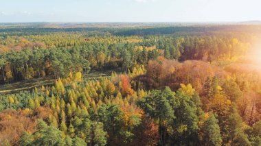 Canlı sonbahar ormanlarının hava manzarası