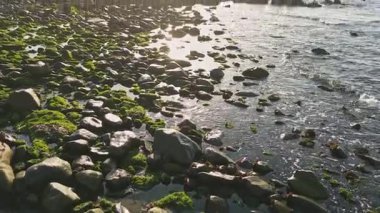 Yeşil yosun ve dalgalarla kayalık kıyı şeridi