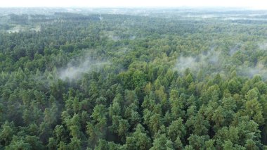 Açık gökyüzünün altında ormanı kaplayan sis
