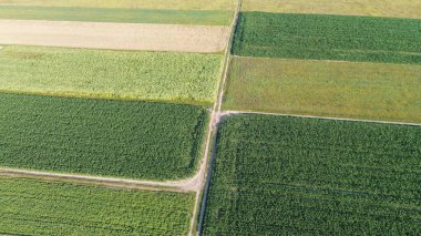 Kuş bakışı tarım arazisi ve sık orman manzarası