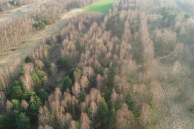 Çıplak ağaçlar ve orman yolu manzarası