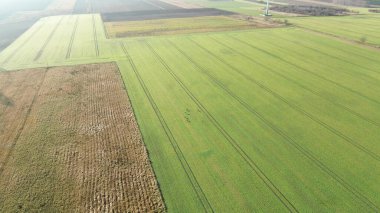 Yalnız geyikli yemyeşil çayırlar