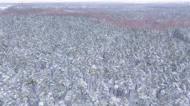 Kar ormanları kış mevsiminde ele geçirildi