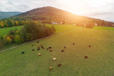 Dağlarda otlayan sığırlar, hava manzarası