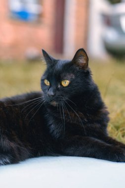 Tatlı siyah kedi antrenman minderinde