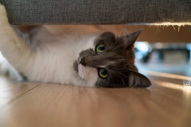 Tüylü gri kedi yüzü kapalı bir yerde saklanıyor.