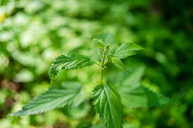 Wild nettle plant in summer daylight