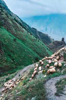 Manzaralı dağ vadisinden geçen koyunlar