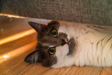 Sevimli evcil kedi kanepenin altından gözetliyor.