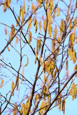 New buds forming on branch outdoors