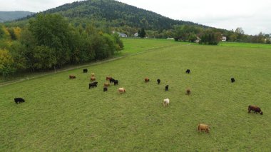Avrupa 'da gökyüzünden görülen dağ inekleri
