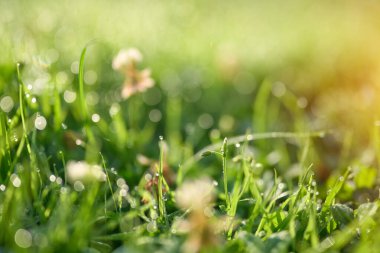 Closeup of grass blades covered with dew