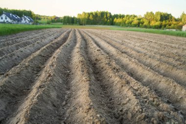 Bahar tarlalarında sürtünmüş toprak sıraları