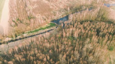 Kuru ağaçları ve dalları olan kırsal bir orman.