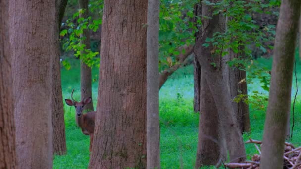 Careful Buck Watches Camera Protects Herd — Stock Video