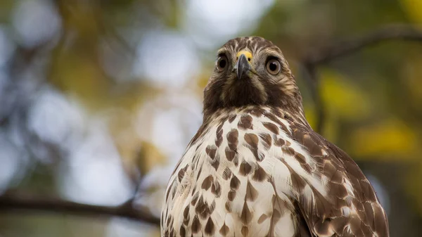 Mature Cooper Hawk Κοιτάζει Την Κάμερα Μακροσκοπική Προβολή — Φωτογραφία Αρχείου