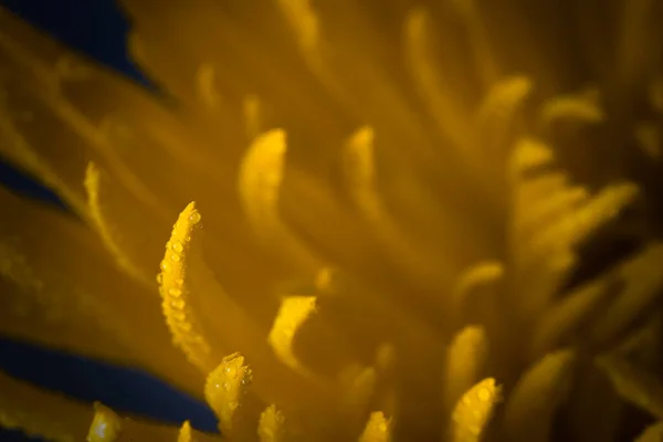 Жовті Пелюстки Квітів Ранкова Роса Крупним Планом — стокове фото