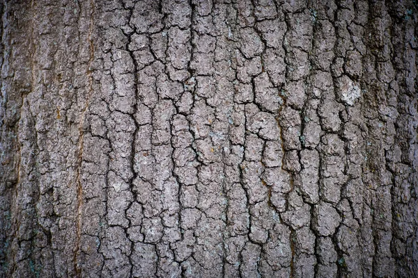Casca Árvore Profunda Com Notas Algas Verdes Enche Quadro — Fotografia de Stock