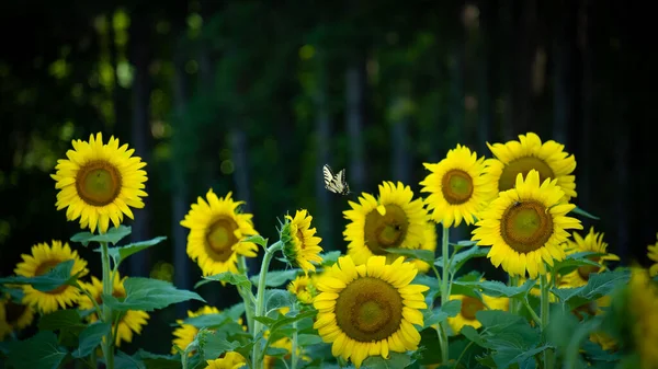 Ластівка Метелик Ширяє Над Полем Квітучих Соняшників — стокове фото