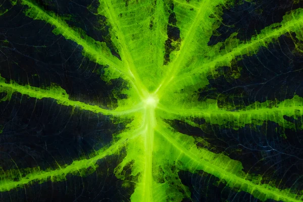 Крупный План Листа Кадиума Черно Зелеными Цветами — стоковое фото