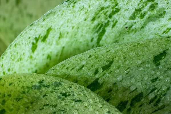 Pothos varyasyon ve su damlacıkları ile yakın görüntüde bırakır.