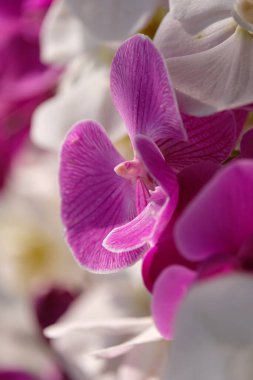 Vibrant pink orchid seen from side surrounded by white and pink orchids in close up view.