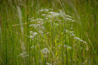 Flowering white plant among tall green grass.