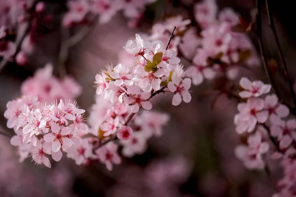 Pink Apple Blossoms Grouped Together Tree Branch — Stock Photo, Image