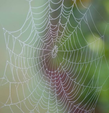 Cilalı çiy damlaları, odak arkaplanı olmayan örümcek ağına düşer..