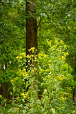 Sarı kır çiçekleri ve arılar yemyeşil ormanda nektar topluyor..