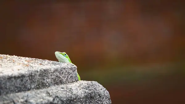 stock image Green anole looking at viewer while peering over a stone garden wall.