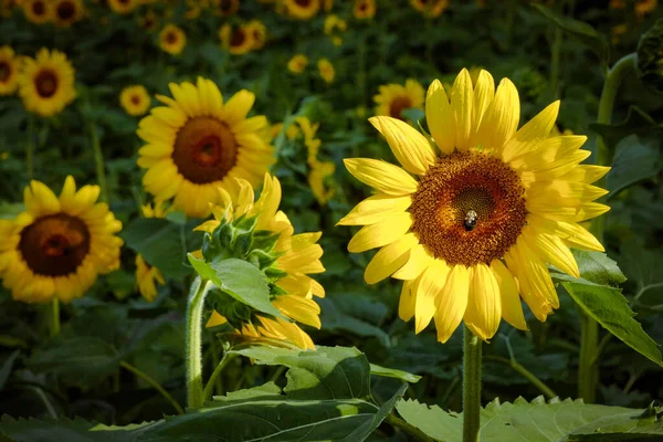 Соняшник Полі Бджолою Ідеально Центрі Цвітіння — стокове фото