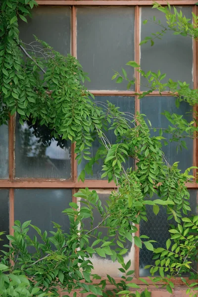Rusted industrial window panes with vining plants partially covering view