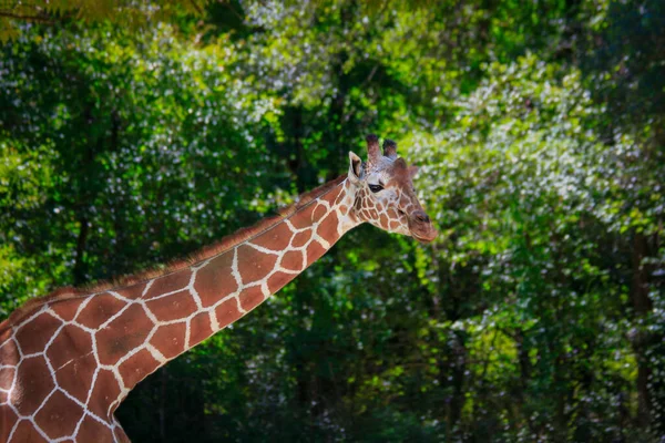 Girafa Luz Solar Com Fundo Verde Fora Foco — Fotografia de Stock