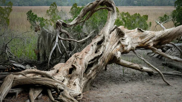 Arbre Tombé Avec Une Érosion Considérable Ressemblant Bois Flotté Coastal — Photo