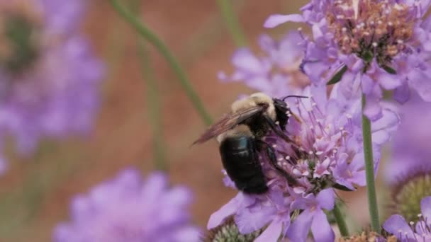 Bumble Bee Verzamelen Nectar Van Scabiosa Bloem — Stockvideo