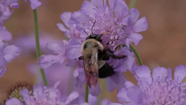 Bumble Μέλισσα Συλλογή Νέκταρ Από Scabiosa Λουλούδι — Αρχείο Βίντεο