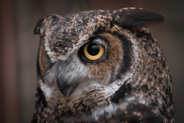 Büyük boynuzlu baykuş (Bubo virginianus) parlak sarı gözbebekleri ve niyetleri ile dik dik bakıyor.