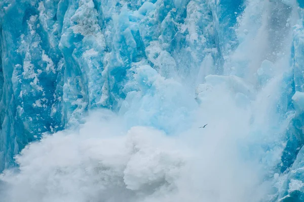 Gaviota Volando Sobre Glaciar Dawes Alaska Mientras Cría —  Fotos de Stock