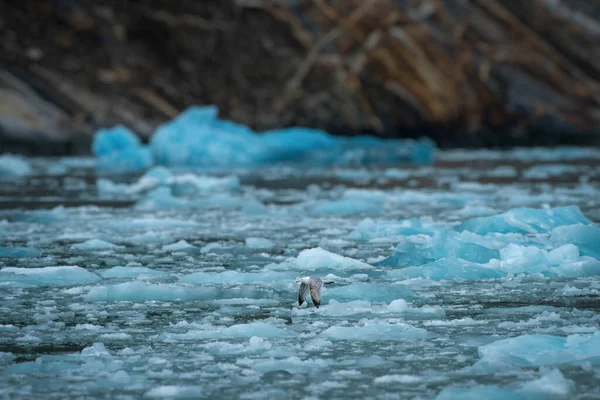 알래스카 엔디콧 아름에 얼음으로 갈매기가 솟구치고 — 스톡 사진