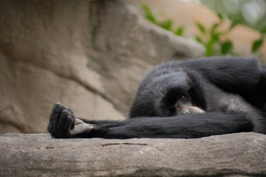 Siamang (Symphalangus syndactylus) yan yatarken ne yazık ki izleyiciye bakar